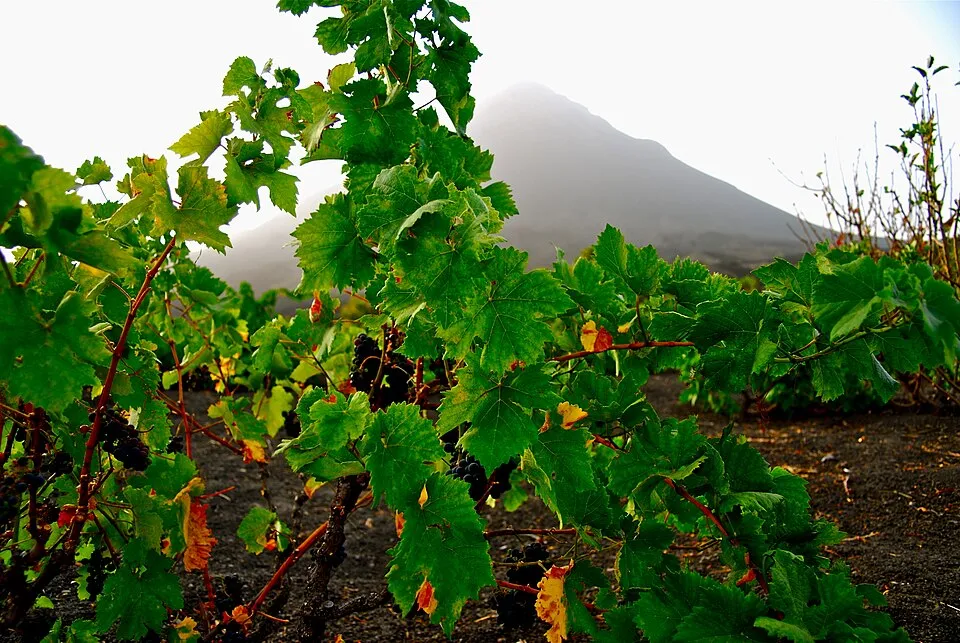 Grapevines growing in lava cinder below Pico do Fogo