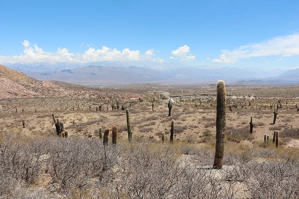 Cardón forest against the Calchaquí mountains