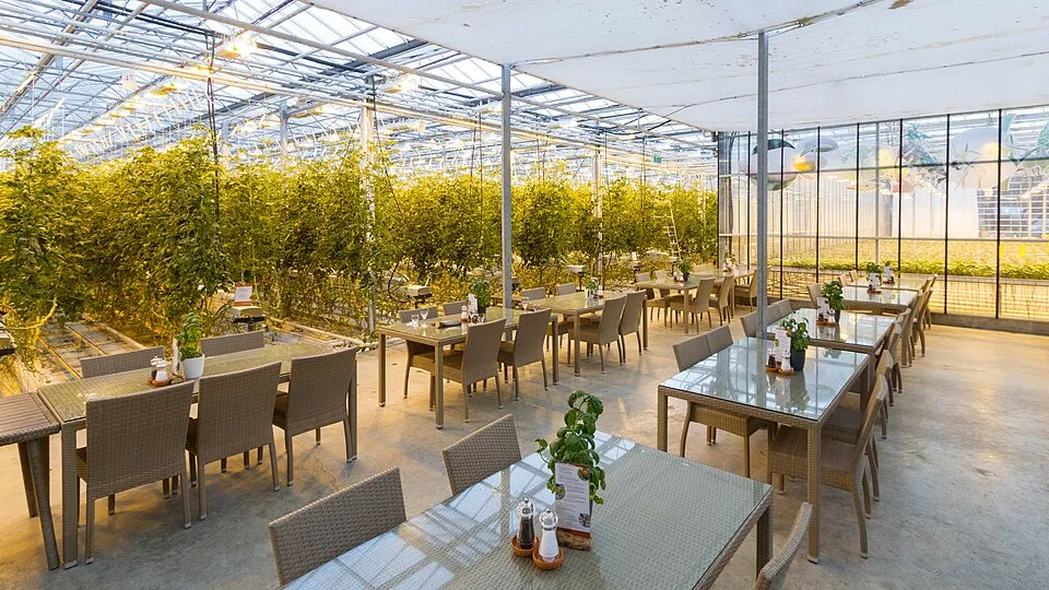 Dining tables among tomato vines at Friðheimar
