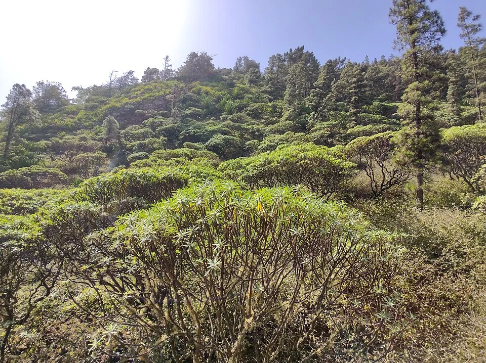 Endemic flora on Monte Gordo