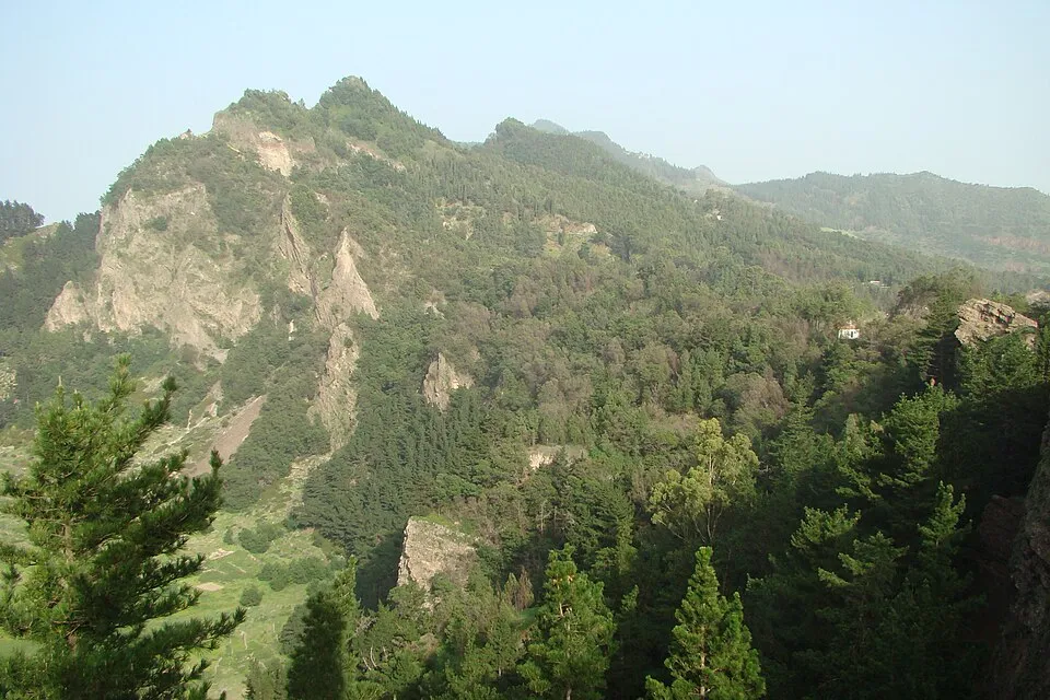 The Pico da Cruz summit pines