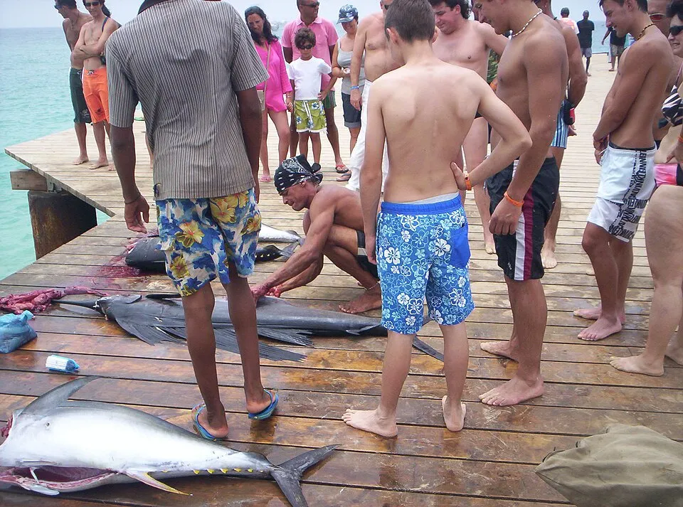 Fresh catch laid out on the pontão