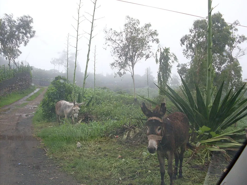 The highland village of Rui Vaz