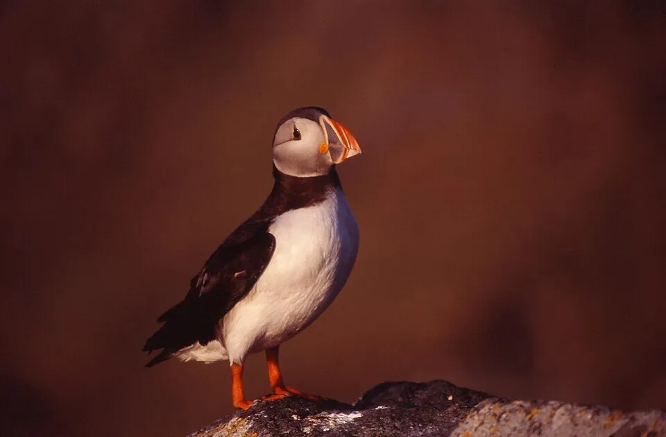 An Atlantic puffin on Runde