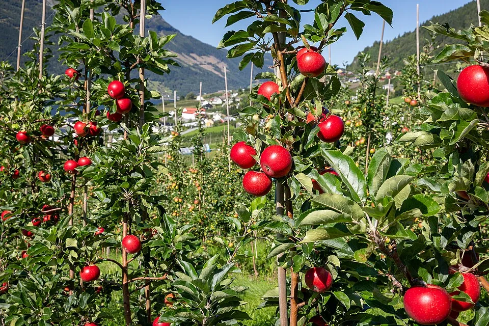 Hardanger apples on the tree above the fjord