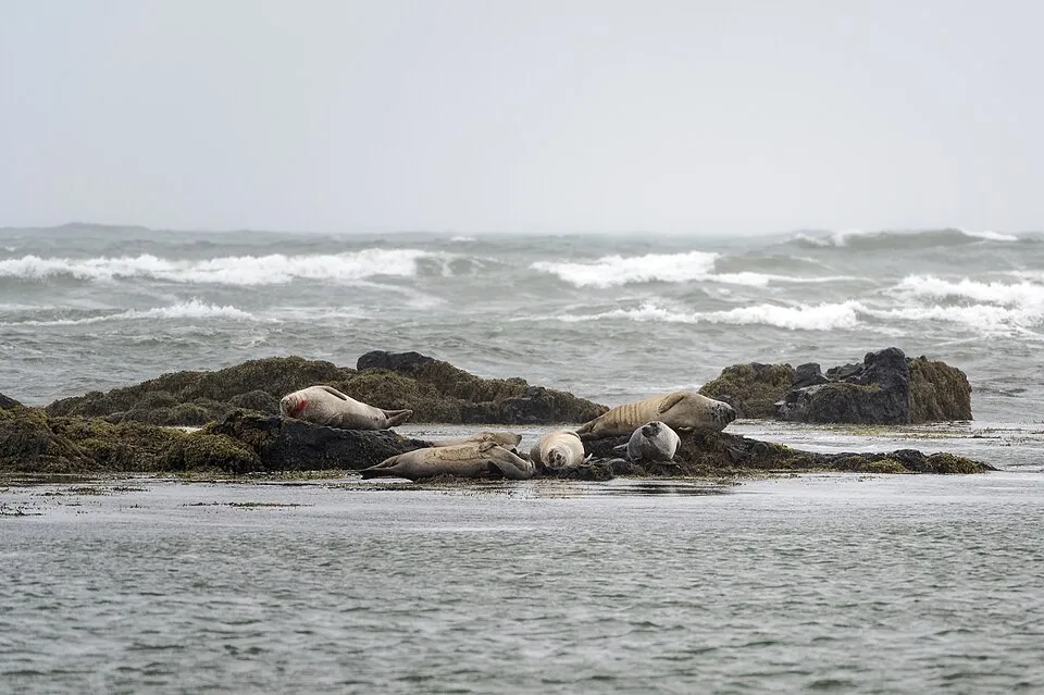 Harbor seals hauled out at Ytri Tunga